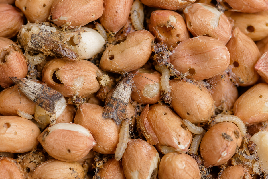 Peanut Disinfestation Using Radio Frequency Technology